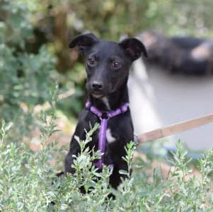 Felina, female puppy Mixed Breed for adoption at Tierschutz-Pfote e.V., Lohmar