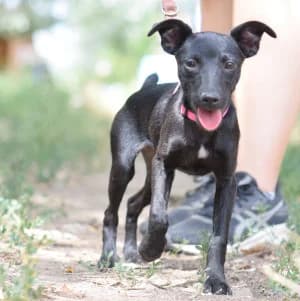 Pippa, female puppy Mixed Breed for adoption at Tierschutz-Pfote e.V., Lohmar