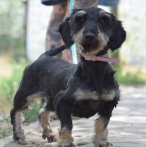 Tamme, male young Mixed Breed for adoption at Tierschutz-Pfote e.V., Lohmar