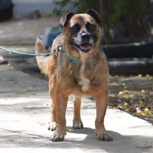 Ciabatta, male senior Mixed Breed for adoption at Tierschutz-Pfote e.V., Lohmar