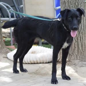 Nori, female young Mixed Breed for adoption at Tierschutz-Pfote e.V., Lohmar