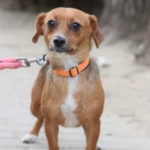 Gnocchi, female young Mixed Breed for adoption at Tierschutz-Pfote e.V., Lohmar