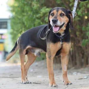Ravioli, male senior Mixed Breed for adoption at Tierschutz-Pfote e.V., Lohmar