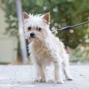 Spätzle, female puppy Mixed Breed for adoption at Tierschutz-Pfote e.V., Lohmar