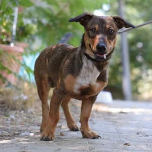Lars, male young Mixed Breed for adoption at Tierschutz-Pfote e.V., Lohmar