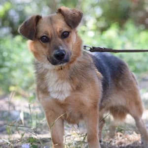 Nova, female 4yo Mixed Breed for adoption at Tierschutz-Pfote e.V., Lohmar