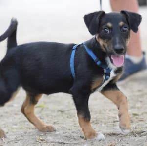 Spaghetti, female puppy Mixed Breed for adoption at Tierschutz-Pfote e.V., Lohmar