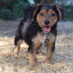 Tortelloni, male puppy Mixed Breed for adoption at Tierschutz-Pfote e.V., Lohmar