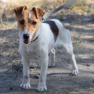 Malibu, female young Mixed Breed for adoption at Tierschutz-Pfote e.V., Lohmar