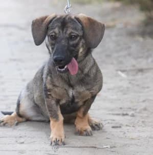 Mimosa, female puppy Mixed Breed for adoption at Tierschutz-Pfote e.V., Lohmar