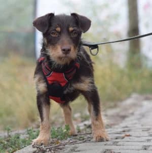Amaretto, female young Mixed Breed for adoption at Tierschutz-Pfote e.V., Lohmar