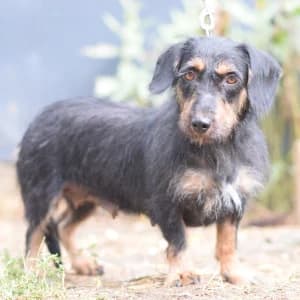 Brandy, female 3yo Mixed Breed for adoption at Tierschutz-Pfote e.V., Lohmar