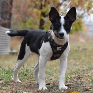 Tzatziki, female Mixed Breed for adoption at Tierschutz-Pfote e.V., Lohmar