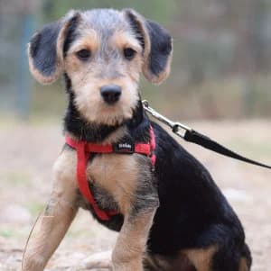Rita, female puppy Mixed Breed for adoption at Tierschutz-Pfote e.V., Lohmar