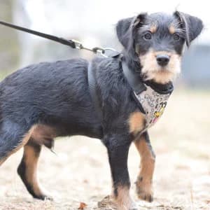 Rusty, male puppy Mixed Breed for adoption at Tierschutz-Pfote e.V., Lohmar