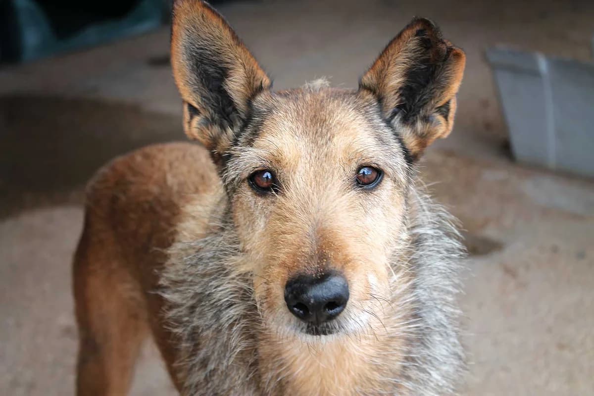 Enric, male puppy Mixed Breed for adoption at Tierschutz Pur e.V., Kettershausen