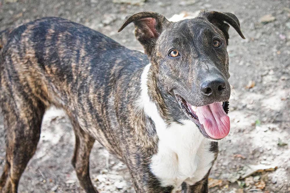 Roca, female Mixed Breed for adoption at Tierschutz Pur e.V., Kettershausen
