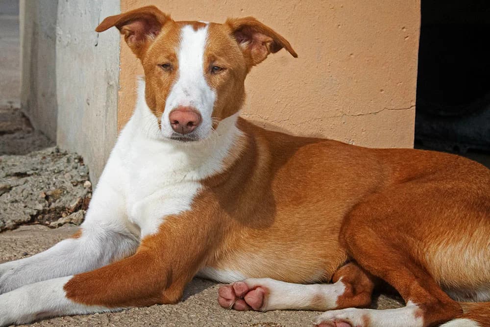 Forn, male Mixed Breed for adoption at Tierschutz Pur e.V., Kettershausen