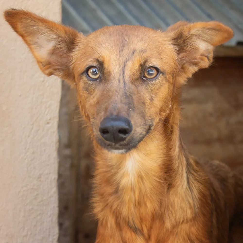 Irene, female Mixed Breed for adoption at Tierschutz Pur e.V., Kettershausen