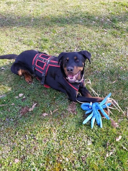 Buddy, senior Doberman for adoption at Tierschutzbund RLP e.V.
