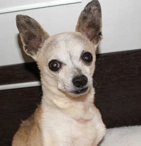 Fenix, Mixed Breed for adoption at Tierschutzverein Santorini e.V., Mainz