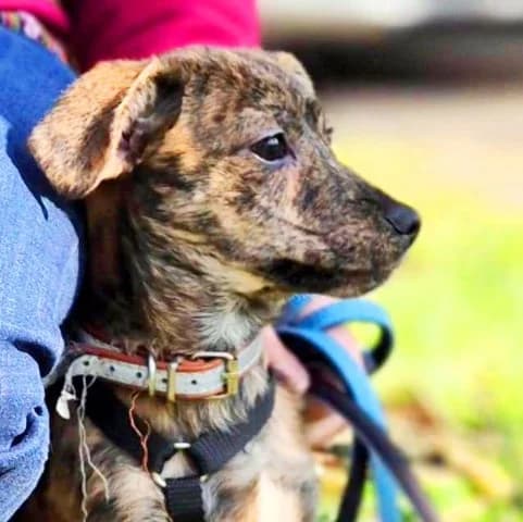 Isia, puppy Mixed Breed for adoption at Tierschutzverein Santorini e.V., Mainz
