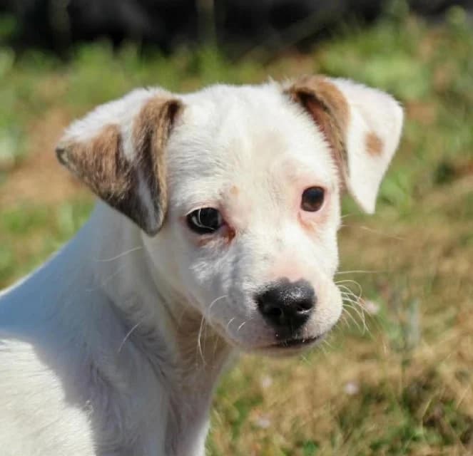 Ivo, puppy Mixed Breed for adoption at Tierschutzverein Santorini e.V., Mainz