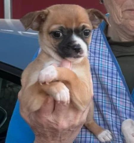 Lino, Mixed Breed for adoption at Tierschutzverein Santorini e.V., Mainz