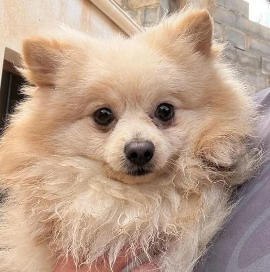 Milo, young Pomeranian for adoption at Tierschutzverein Santorini e.V., Mainz