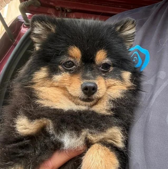 Muck, puppy Pomeranian for adoption at Tierschutzverein Santorini e.V., Mainz