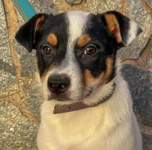 Sparky, puppy Mixed Breed for adoption at Tierschutzverein Santorini e.V., Mainz