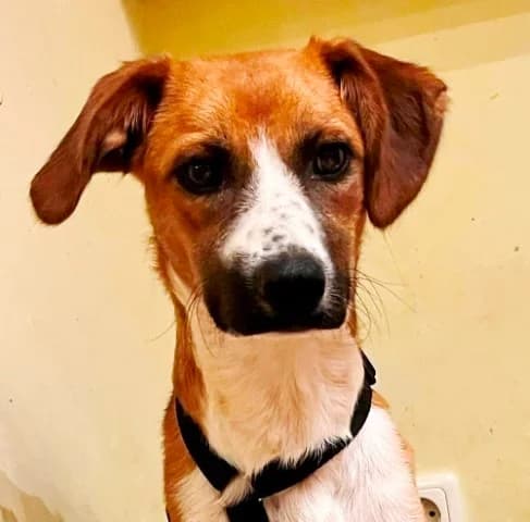 Foxy, Mixed Breed for adoption at Tierschutzverein Santorini e.V., Mainz