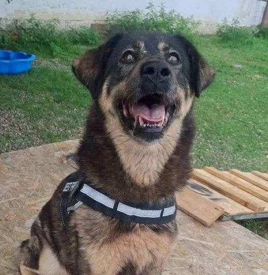 Kalea, senior Mixed Breed for adoption at Tierschutzverein Santorini e.V., Mainz
