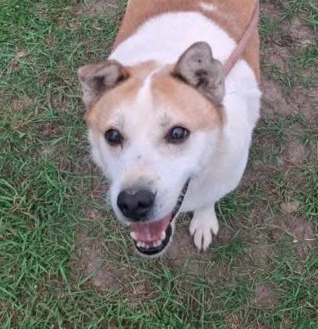 Nanuk, 7yo Mixed Breed for adoption at Tierschutzverein Santorini e.V., Mainz