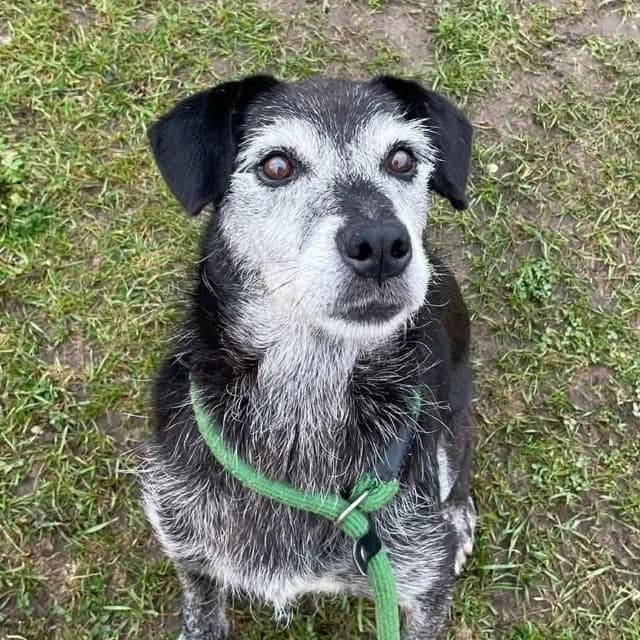 Tyson, 7yo Mixed Breed for adoption at Tierschutzverein Santorini e.V., Mainz