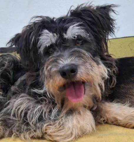 Arturo, Mixed Breed for adoption at Tierschutzverein Santorini e.V., Mainz