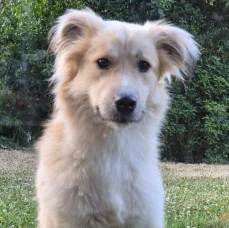 Barnie, Mixed Breed for adoption at Tierschutzverein Santorini e.V., Mainz