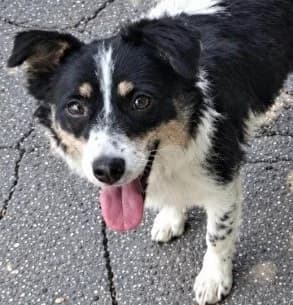 Dina, Mixed Breed for adoption at Tierschutzverein Santorini e.V., Mainz