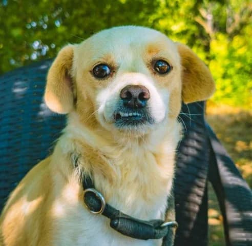 Mia, Mixed Breed for adoption at Tierschutzverein Santorini e.V., Mainz