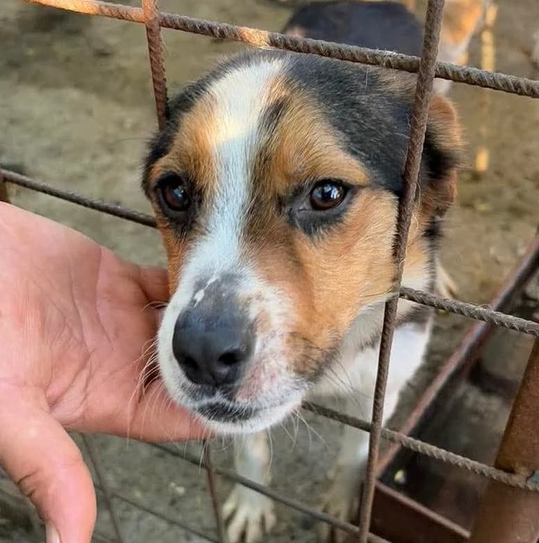 Ninja, 4yo Mixed Breed for adoption at Tierschutzverein Santorini e.V., Mainz