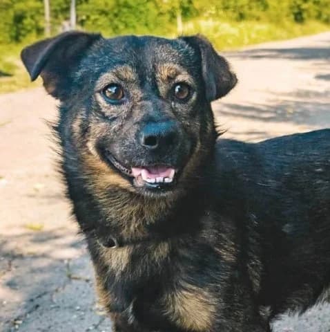 Pino, Mixed Breed for adoption at Tierschutzverein Santorini e.V., Mainz