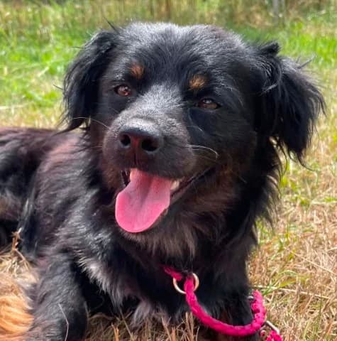 Pepito, Mixed Breed for adoption at Tierschutzverein Santorini e.V., Mainz