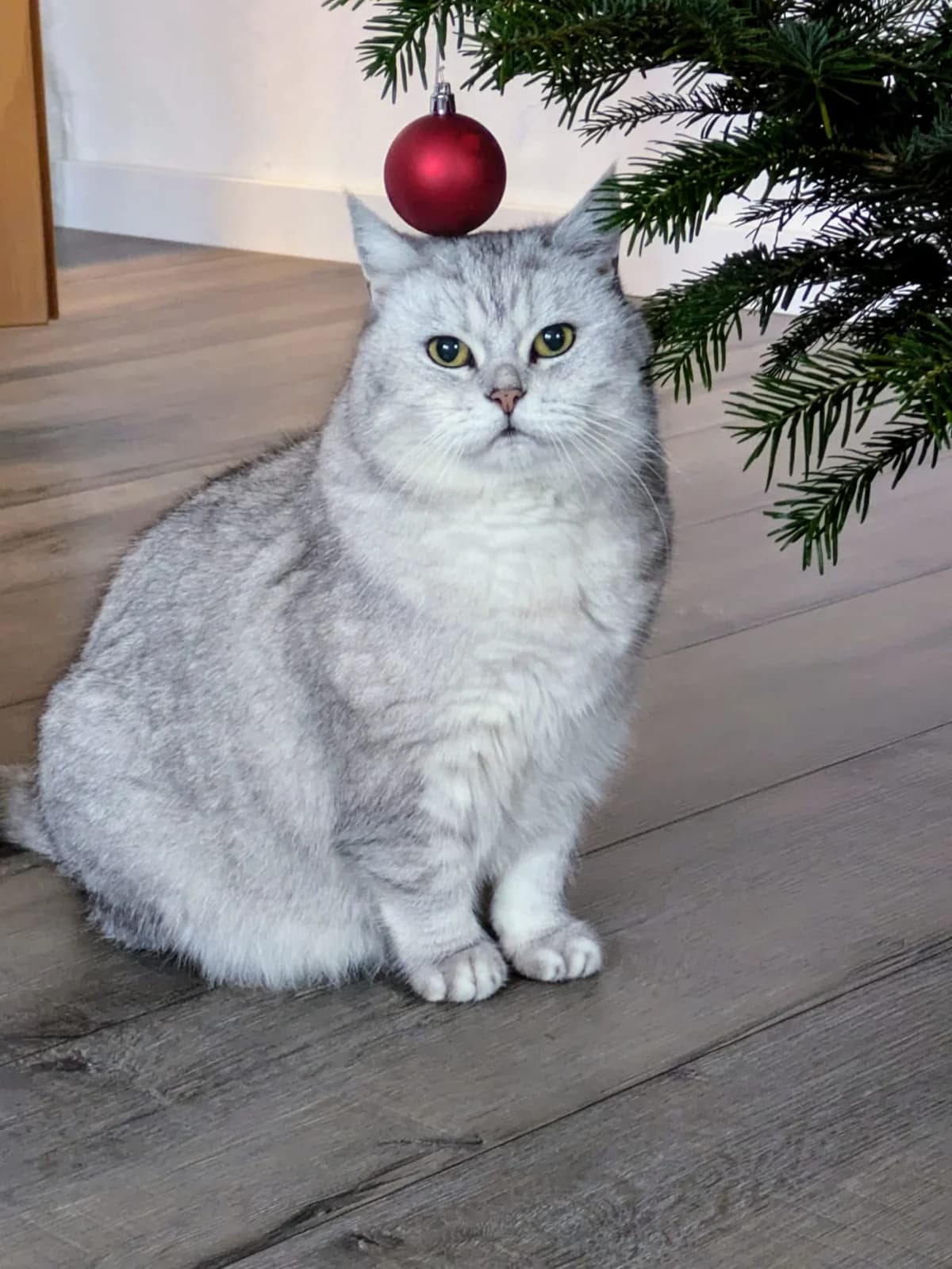 Maja, senior British Shorthair for adoption at Tierschutz Schmallenberg & Umgebung e.V., Schmallenberg-Holthausen