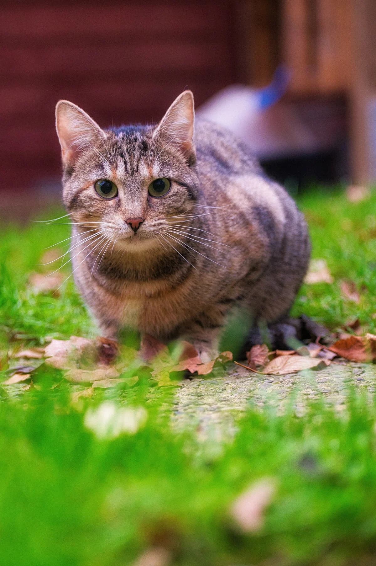Poppy, female European Shorthair for adoption at Tierschutz Schwarzenbek