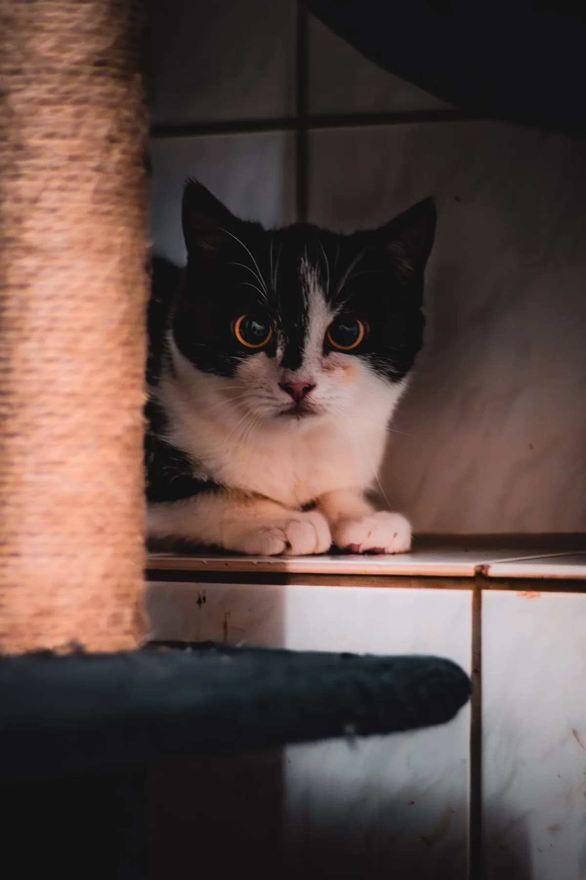 Sun, male European Shorthair for adoption at Tierschutz Schwarzenbek