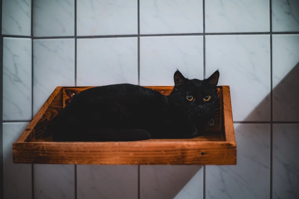 Jupiter, female European Shorthair for adoption at Tierschutz Schwarzenbek