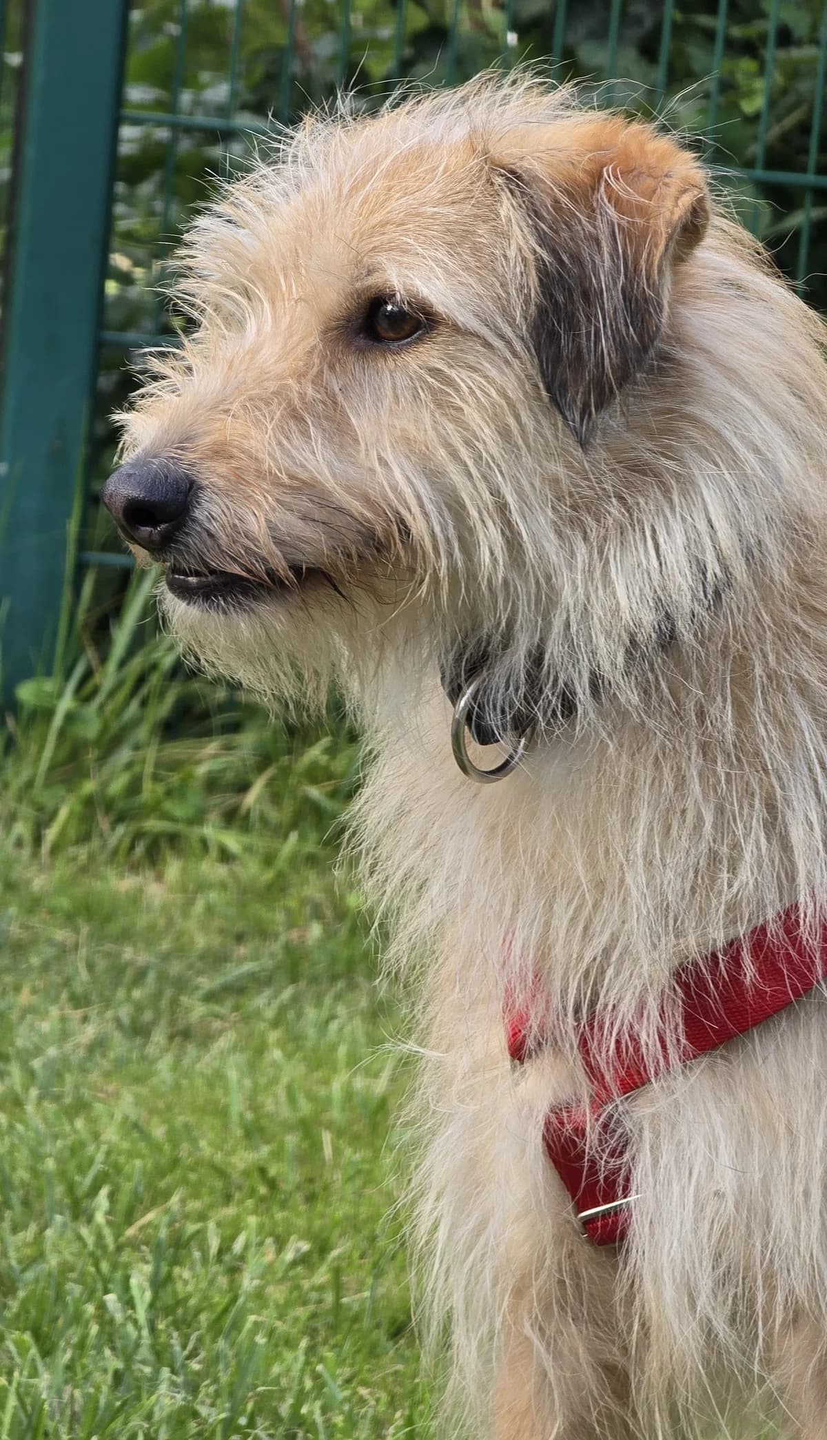 Eddy, male Mixed Breed for adoption at Tierschutz Schwarzenbek