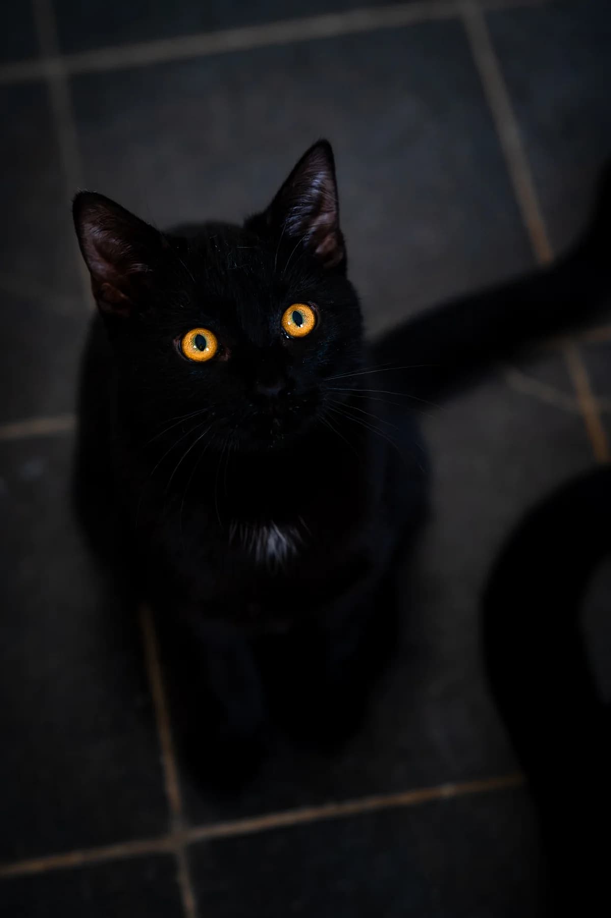 Baghira, male European Shorthair for adoption at Tierschutz Schwarzenbek