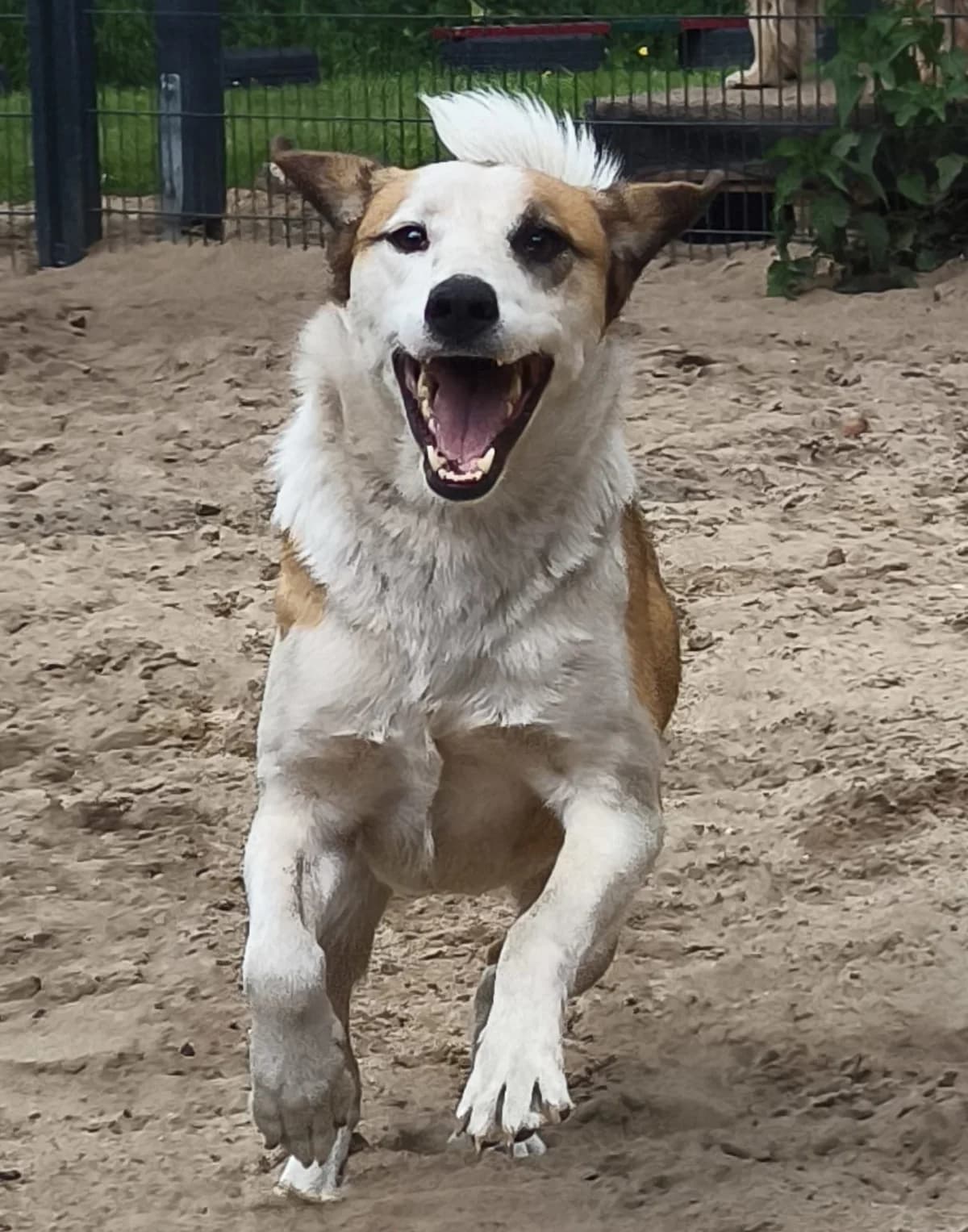 Merlin, male 3yo Mixed Breed for adoption at Tierschutz Schwarzenbek