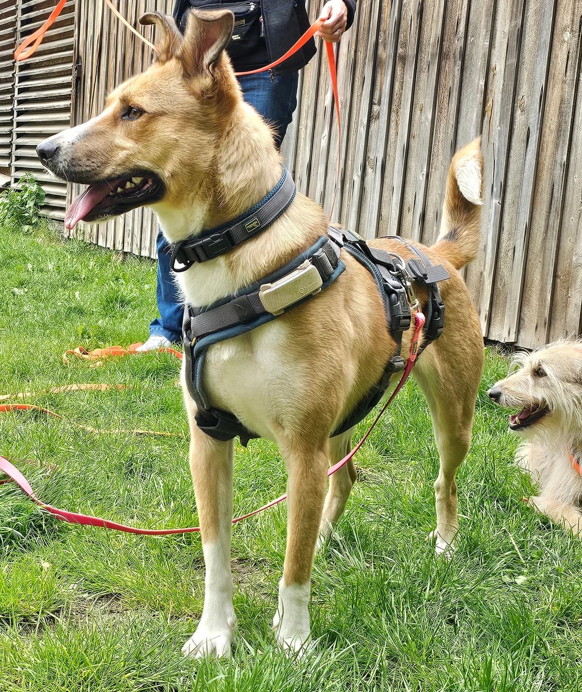 Max, male Mixed Breed for adoption at Tierschutz Schwarzenbek
